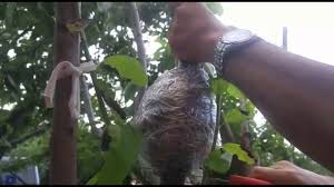Air layering fruit trees best method make new plants for garden ( mango tree ). Search Youtube Channels Noxinfluencer