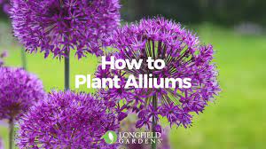 The Globe Like Flowers Of Alliums Have A Look That S Both Regal And Playful Watch How Easy It Is To Plant These I Video Flowers Perennials Planting Flowers Plants