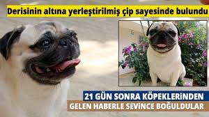 21 Gundur Kayip Olan Ve 3 Dilde Komutlari Anlayabilen Pug Cinsi Kopek Bulundu Youtube