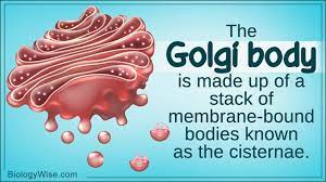 Functions Of The Golgi Body Cell Biology Cell Organelles Cell Membrane