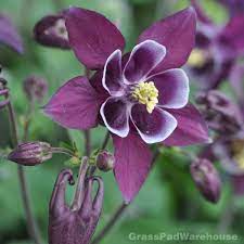 Pin On Perennial Flowers