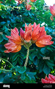 Image result for Spathodea campanulata