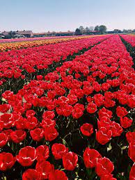 Tulip Fields Lisse Netherlands Private Tour At Fam Flower Farm Travel Wanderlust Tulipfields Flowerfields Holland Tulip Fields Flower Farm Plants