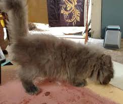 Sepengetahuan saya ada tiga varian catfood dari kitchen flavor dan saya sudah mencoba ketiganya hanya saja yang. Jual Beli Kucing Area Kelantan Home Facebook