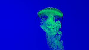 aliciademarco on Tumblr