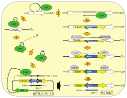 ClosTron-mediated engineering of Clostridium