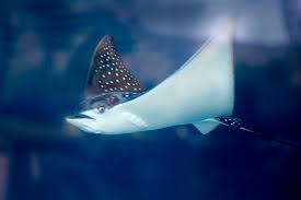 However, they can also be found migrating in large groups in the open ocean. Hawaiian Spotted Eagle Ray Bonnet Ray Duck Bill Ray Maui Ocean Center