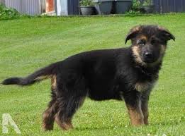 Check spelling or type a new query. German Shepherd Puppies For Sale In Utica Ny
