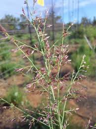 Image result for Eragrostis gummiflua
