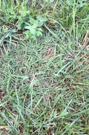 Check spelling or type a new query. Need Help With My Bermuda Tall Fescue Mixed Lawn