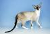Cinnamon Oriental Shorthair