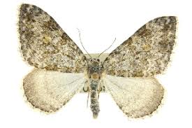 Image result for Entephria byssata