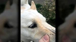 Highlands Neighbors Call For Change After Lg E Worker Pepper Sprays Dogs News Wdrb Com