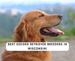 All about a golden retriever. 5 Best Golden Retriever Breeders In Wisconsin 2021 We Love Doodles