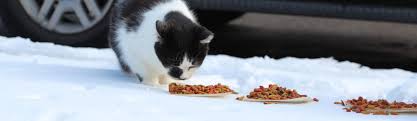 Check out our cat feeding station selection for the very best in unique or custom, handmade pieces from our pet feeding shops. Neighborhood Cats How To Tnr Feeding