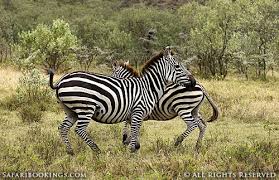 Pin On Hell S Gate National Park Kenya