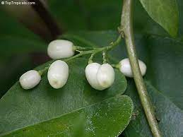 5 741 просмотр 5,7 тыс. Cestrum Nocturnum Night Blooming Jasmine Queen Of The Night Night Jessamine Lady Of The Night Toptropicals Com