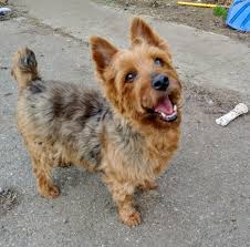 Pet adoption service in corning, california. Second Chance Pet Rescue Cda The Y Guide