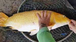 We did not find results for: Kumpulan Racikan Umpan Pancing Ikan Mas Jitu