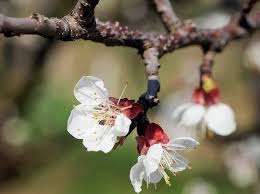 The main problem faced when growing passion flowers is therefore losing them in hard winters. Why Do Some Trees Produce Flowers Before Leaves Unfold Agroforestry World