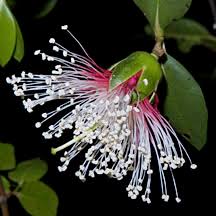 Image result for Sonneratiaceae