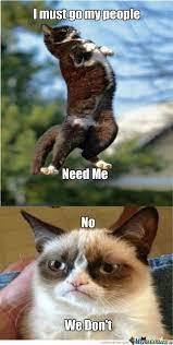 Uh No No We Don T Funny Grumpy Cat Memes Grumpy Cat Humor Grumpy Cat