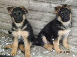 German Shepherd Black And Brown Puppy Black And Tan German Shepherd Puppies German Shepherd Puppies Puppies German Shepherd
