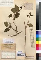 Image result for Marsdenia schimperi