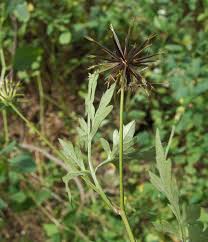 Image result for Bidens oligoflora