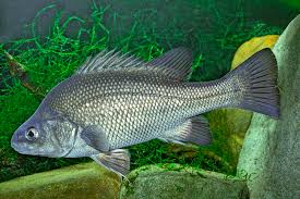 Aboriginal australians could be the oldest population of humans living outside of africa, where one theory says they migrated from in boats 70,000 years ago. Conserving Native Australian Fish Macquarie Perch Pose Special Challenges Hatchery International