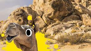 Is a collections achievement earned for obtaining a camel mount that only has one hump. Camel Jokes Funny Camel Jokes Beano Com