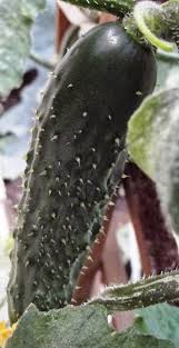 Image result for Cucumis quintanilhae