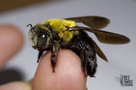But if you look clearly, the dorsal or the upper abdomen of the carpenter bee is hairless and shiny. A Great Carpenter Bee Xylocopa Koptortosoma Lieftincki These Australian Native Bees Are Found In The Topics And Subtropics Carp Bee Carpenter Bee Cute Bee