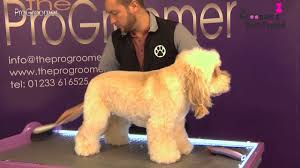 Check spelling or type a new query. How To Groom A Cockapoo Teddybear Trim Grooming Guide Pro Groomer Youtube