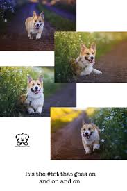Happy Dog Island Blog In 2020 Happy Dogs Dog Love Cute Dogs