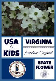 But some of these exceptional 'gifts of nature' possess. Virginia State Flower Flowering Dogwood By Usa Facts For Kids