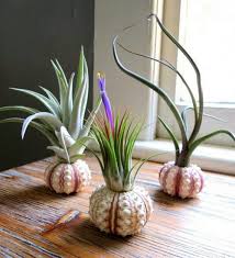 I do have a tutorial on how to make sand terrariums right here. An Ultimate Guide To Tillandsia Or Air Plants Care Terrarium Planting Guide