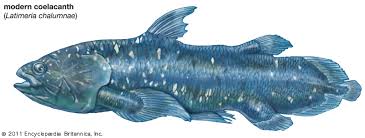 8 фраз в 2 тематиках. Latimeria Chalumnae Fish Britannica
