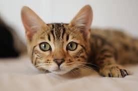 Nothing can be done to totally prevent hairballs in cats, but there are things you can do to reduce the likelihood your cat will have hairballs or reduce their frequency. Are My Cat S Hairballs Normal South Shore Veterinary Hospital