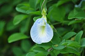 Image result for Clitoria ternatea