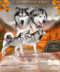 Alaskan malamute puppies for sale. Alaskan Malamute For Sale In The City Of Moskva Russian Federation Price Negotiated Announcement 4925