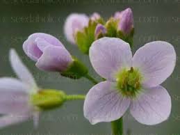 Image result for Cardamine pratensis