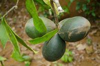 Image result for Hunteria umbellata