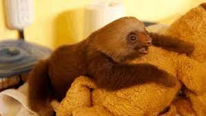 The 27 Happiest Sloths In The World Cute Sloth Pictures Cute Sloth Sloth Gif