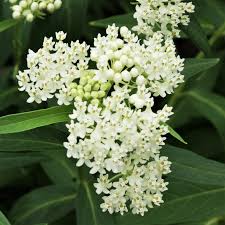 Image result for Asclepias foliosa