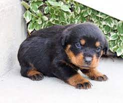 Check spelling or type a new query. Rottweiler Puppies Rescue Pa Bmo Show