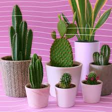 Glochids and spines, although some have one kind, but not the other. How To Stop Killing Your Houseplants Vox