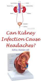 Kidney Disease Recipes Nutrition Kidney Disease Drinks Kidney Infection Causes Kidney Disease