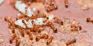 Spray around the mound in a circle 6 to 10 feet in diameter to kill off any foragers. How To Get Rid Of Red Ants