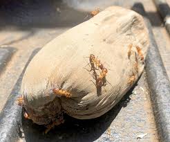 They provide monthly, quarterly and one time termite control to the people and businesses of our town, hilo, hawaii. Arborist Reports Finding Strange Insects On Kauai The Garden Island